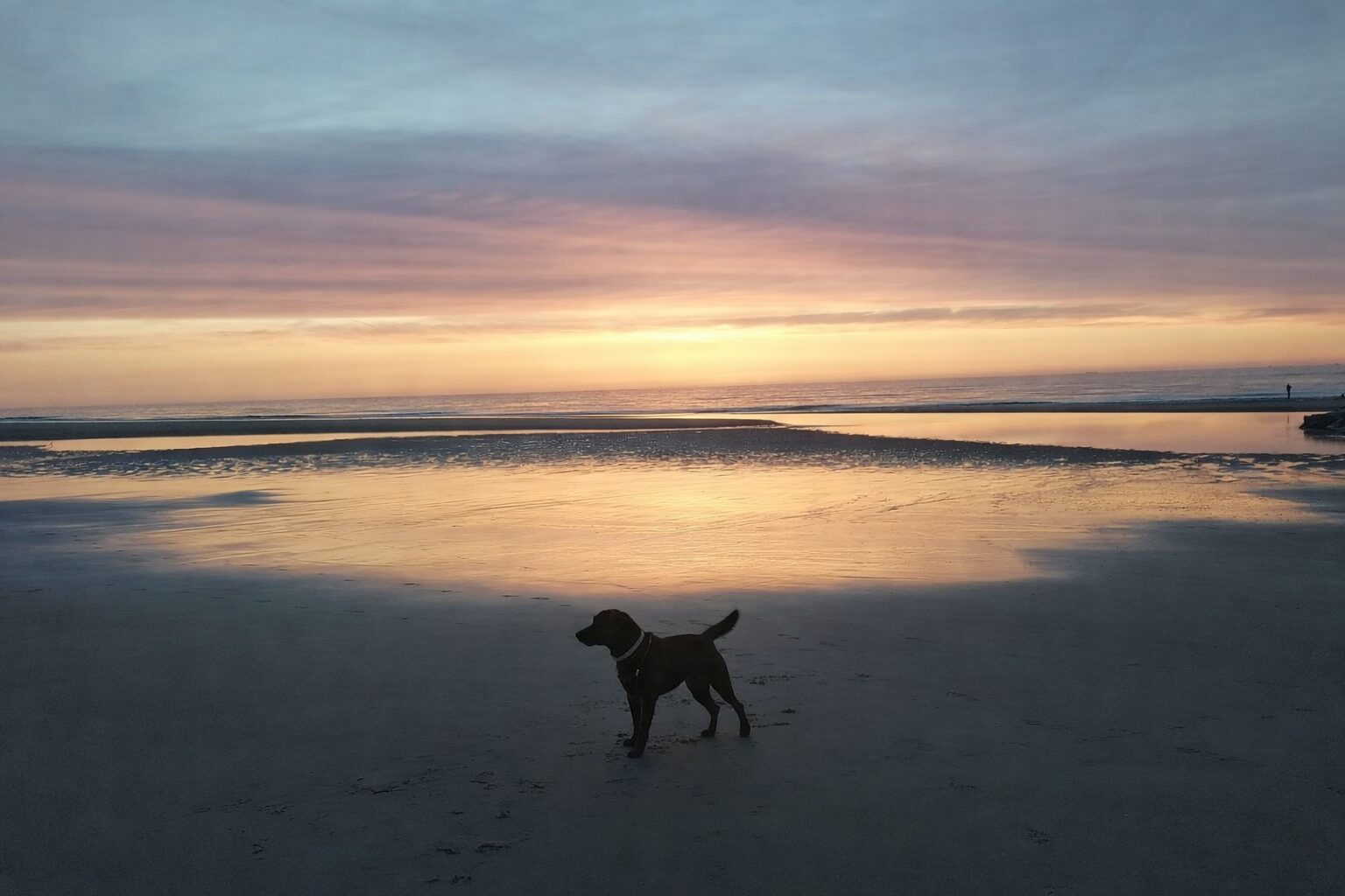 Hond op strand